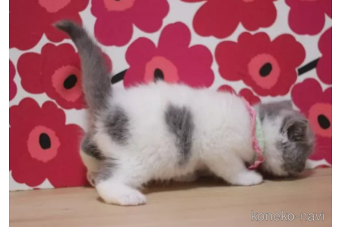 成約済の東京都のスコティッシュフォールド-104745の4枚目